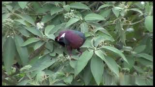 白喉林鸽Metallic Pigeon Columba vitiensis pigeon [upl. by Powel363]