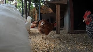 Backyard Chickens In The Morning Relaxing Video Sounds Noises Hens Clucking Roosters Crowing [upl. by Leitman]