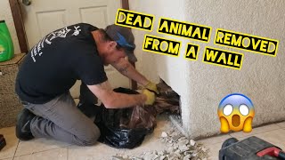 Dead Animal Removal in Los Angeles California from inside a wall [upl. by Moynahan]