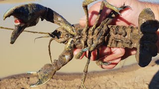 Amazing yabbying in a tiny dam with meat and string [upl. by Uriisa]