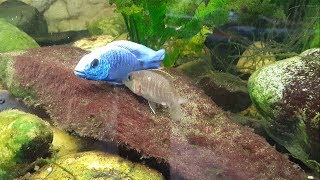 Haplochromis ahli Maulbrüter Eiablage [upl. by Namron]