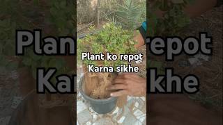 Jade plant crassula Plant ki Repoting repotting plant care plant ki dekhbhal [upl. by Nohs]