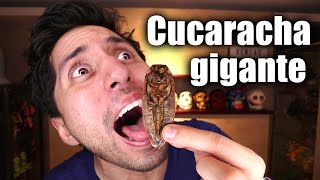 PROBANDO CUCARACHA GIGANTE [upl. by Henarat]