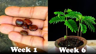 How To Grow Tamarind Plant From Seed  Episode32 [upl. by Oiredised166]