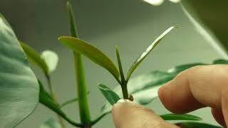 Growth process of a red mangrove in a fresh water aquarium [upl. by Lorraine]