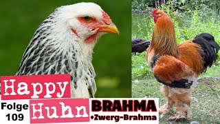 Riesenhühner BrahmaHühner im Portrait mit ZwergBrahma  Haltung Zucht Farben  HAPPY HUHN E109 [upl. by Glassman]