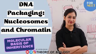 DNA Packaging Nucleosome and Chromatin neet ncertbiology class12 molecularbasisofinheritance [upl. by Lee]