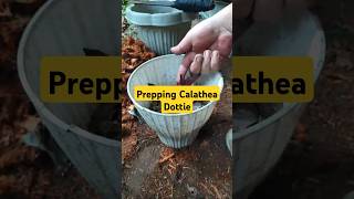 Preparing Calathea Dottie [upl. by Arved]