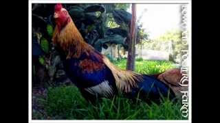 Cobra Asil Shamo Brazilian Bowman Poultry Farm [upl. by Cirenoj]