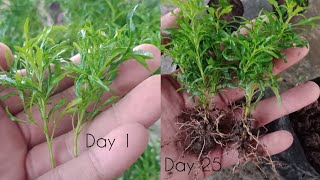 How To Grow Aralia From Cuttings  Golden Aralia Propagation [upl. by Neerod]