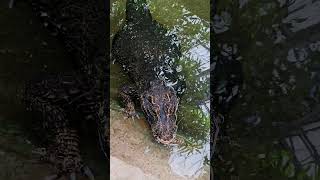 Crocodiloanão africano animais fauna [upl. by Carmen115]