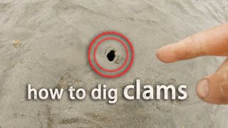 How to Dig Gaper ClamHorseneck Clamming Tips and Tricks Forage and Cook [upl. by Nimajneb]