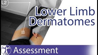 Dermatomes Lower Limb  Peripheral Neurological Examination [upl. by Neo]