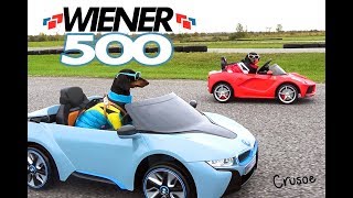 WIENER 500  Wiener Dogs in Racing Cars [upl. by Chelton21]