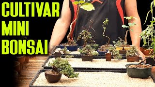 Cultivar mini bonsai [upl. by Neiluj]