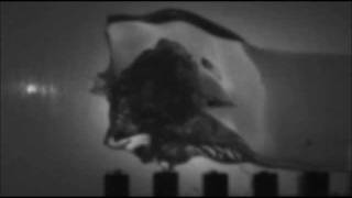 SLOW MOTION 22 KHornet Hornady 40gr VMax impacting ballistic gelatin [upl. by Raynard]