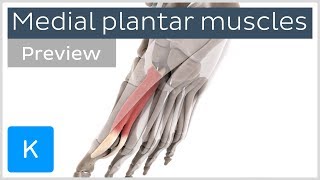 Functions of the medial plantar muscles of the foot preview  Human 3D Anatomy  Kenhub [upl. by Byrne74]