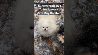 quotEl Pomerania que Todos Ignoran ¡Soy Muy Bonitoquotdog pomeranian [upl. by Silvester719]