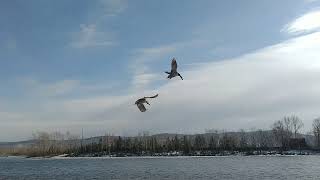 Yenisei river  fifthlongest river system in the world  largest drain into the Arctic yenisei [upl. by Aan]