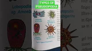 TYPES OF PSEUDOPODIA [upl. by Lorola729]