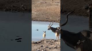 Impala in Etosha National Park Namibia [upl. by Catharina]