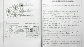 Class 12Plus two Botany practical recordBIOTECHNOLOGYECOLOGICAL INTERACTIONS amp PLANT PHYSIOLOGY [upl. by Comstock]