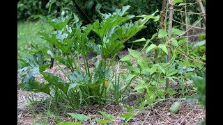 Control Squash Bugs With Soap And WaterHomemade Insecticidal Soap [upl. by Charry]