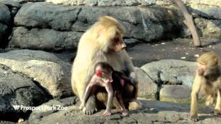 Baby Hamadryas Baboon  Prospect Park Zoo [upl. by Mahoney]