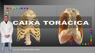 Anatomia da caixa torácica [upl. by Katusha355]