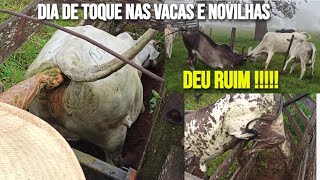 FAZENDO TOQUE NAS VACAS E NOVILHAS NOVILHA BRAVA QUEBROU CURRAL [upl. by Tillman41]