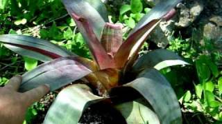 Alcantarea bromeliads explained [upl. by Nor311]