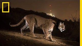 Cougars From the Mountains to Hollywood  Nat Geo Live [upl. by Valina337]