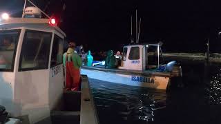 Yellowtail Fishing in Struisbaai [upl. by Tamberg673]