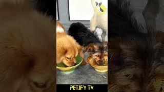 Cute Puppies Review Dogs Food Eating 2024 🐶🍽️ dog puppy shorts review dogvideo cute Food [upl. by Raynard]