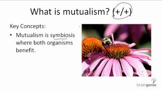 1524 What is mutualism [upl. by Eelrihs]