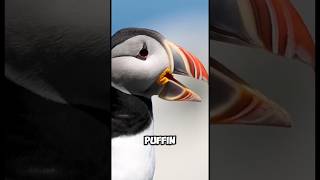 The Amazing ATLANTIC PUFFIN 😍 [upl. by Nylaj360]