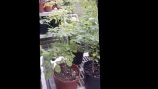 Moringa Cuttings and Root Development [upl. by Yevrah630]