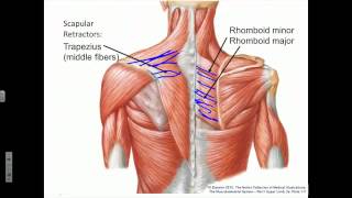 Scapula Protraction Retraction Rotation [upl. by Roslyn195]