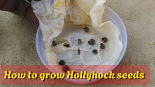 New Method for growing hollyhock  how to grow Hollyhock plant [upl. by Ztnahc]