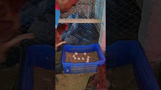 A to Z Poultry Farm for Laying Chickens chicken farmshortvideo [upl. by Ahseyi]