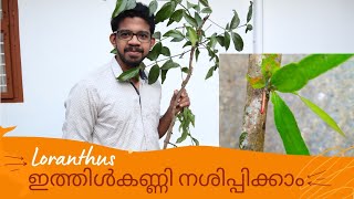 ഇത്തിൾക്കണ്ണിloranthus  നശിപ്പിക്കാം ithikanni  ഇത്തികണ്ണിയിൽ നിന്നും മാവിനെ രക്ഷിക്കാം [upl. by Arodnap]