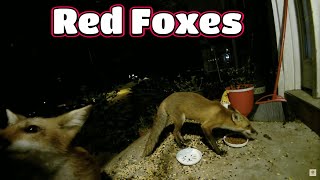 Red Foxes And More 🦊😻🐦 [upl. by Rorke73]