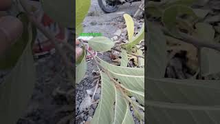 Annona fruit  srikaya plants fruit [upl. by Eninaj]