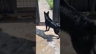 Black German Shepherd BARKING [upl. by Azyl787]