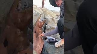 Beautiful fish 🐠 trending fishing satisfafying funnyanimal viralvideo fyp [upl. by Ybor227]