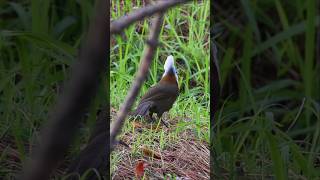 Whitecrested laughingthrush  Beautiful Bird  shorts wildbirdphotography birdslover [upl. by Derinna]