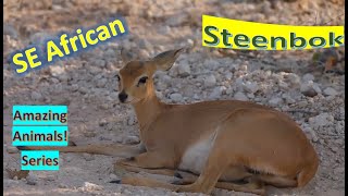 Steenbok facts 🦌 Steinbuck 🦌 Steinbok 🦌 gaining moisture from food 😎 [upl. by Antonino]