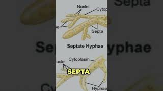 Difference between septate and aseptate hyphae coenocytic hyphae ytshorts hyphae mycelium [upl. by Ned387]