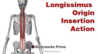 Muscles of the Thigh Division Origin Insertion Function [upl. by Clift]