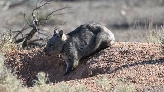 Lasiorhinus latifrons  Southern Hairynosed Wombat  20240527  Brookfield Conservation Park SA [upl. by Ocihc826]